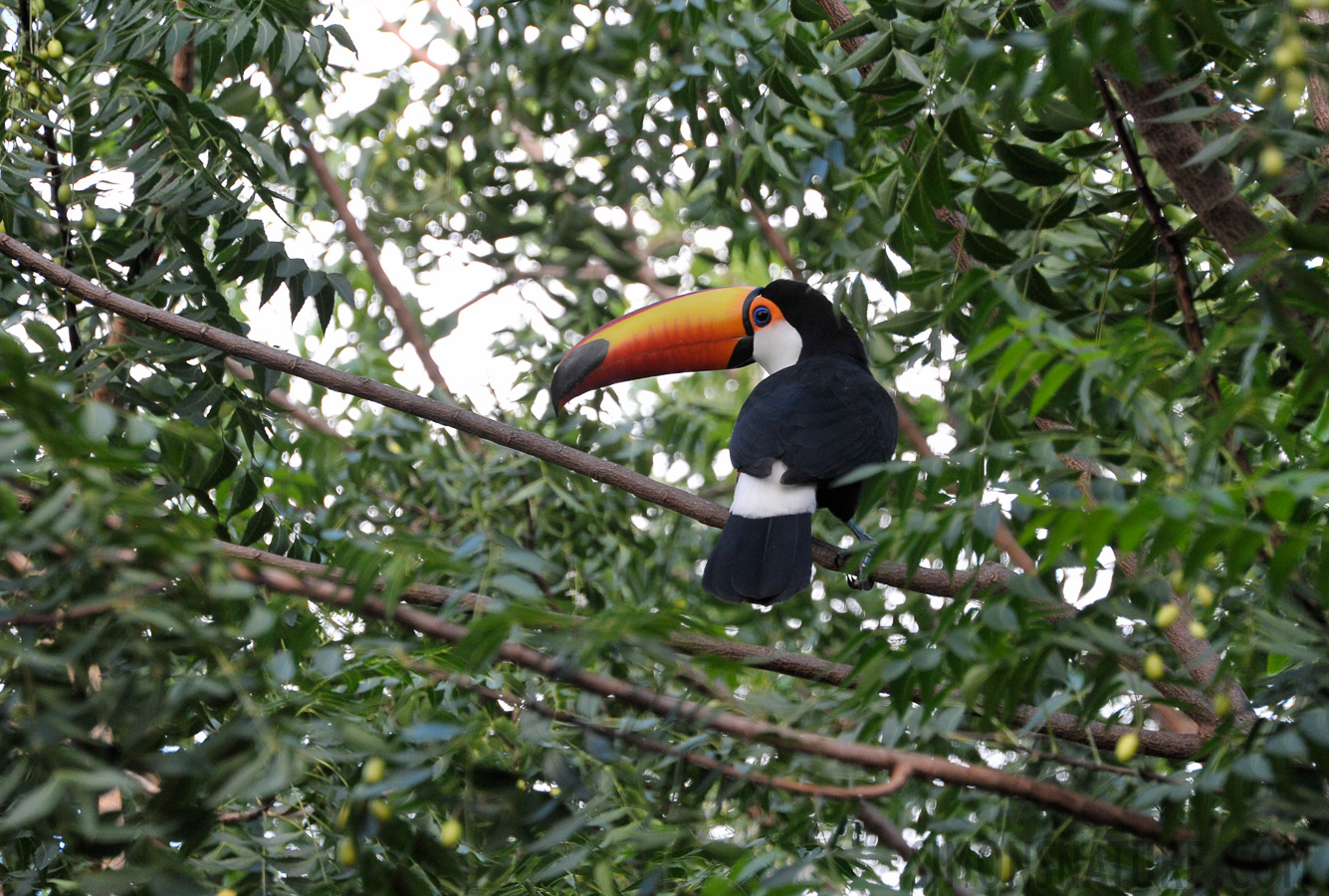 Ramphastos toco albogularis [300 mm, 1/160 sec at f / 7.1, ISO 1000]